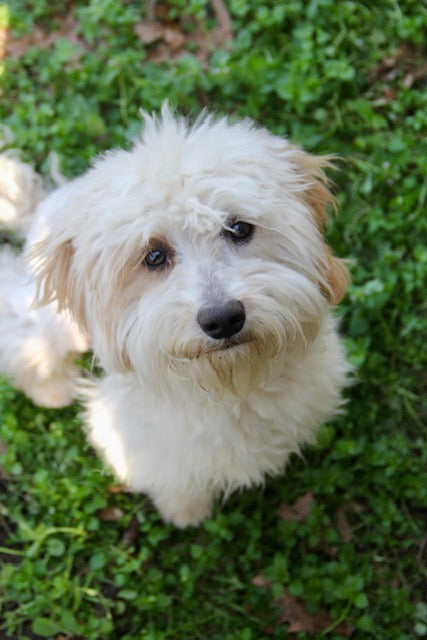 PONY BOY MINI BERNADOODLE
