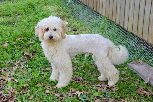 PONY BOY MINI BERNADOODLE