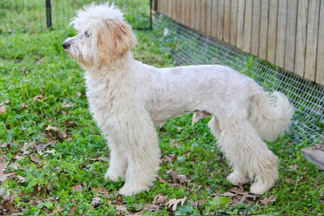 PONY BOY MINI BERNADOODLE