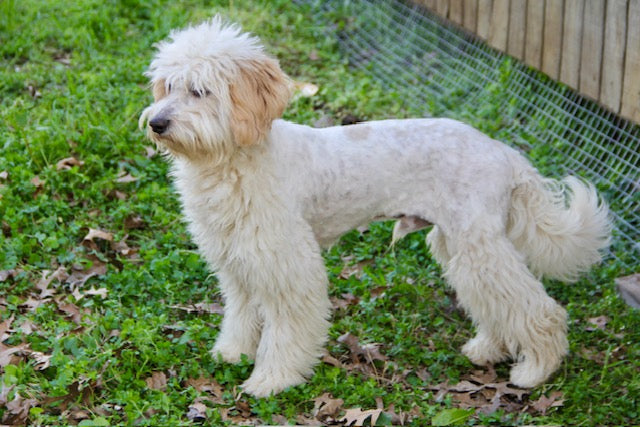 PONY BOY MINI BERNADOODLE