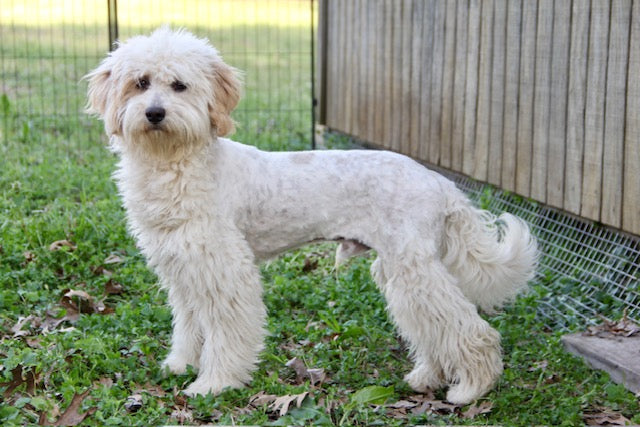 PONY BOY MINI BERNADOODLE