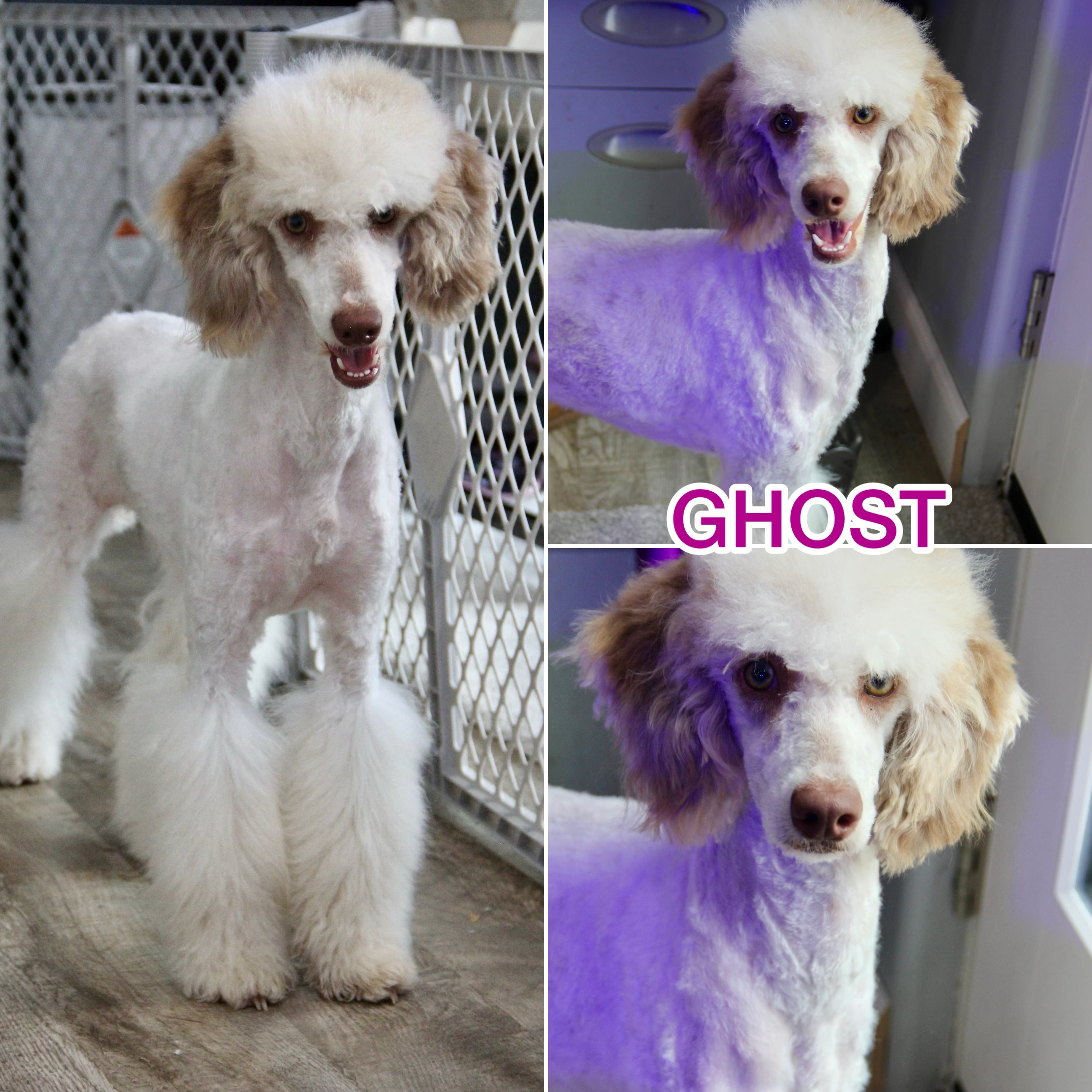 Channing chocolate tri merle