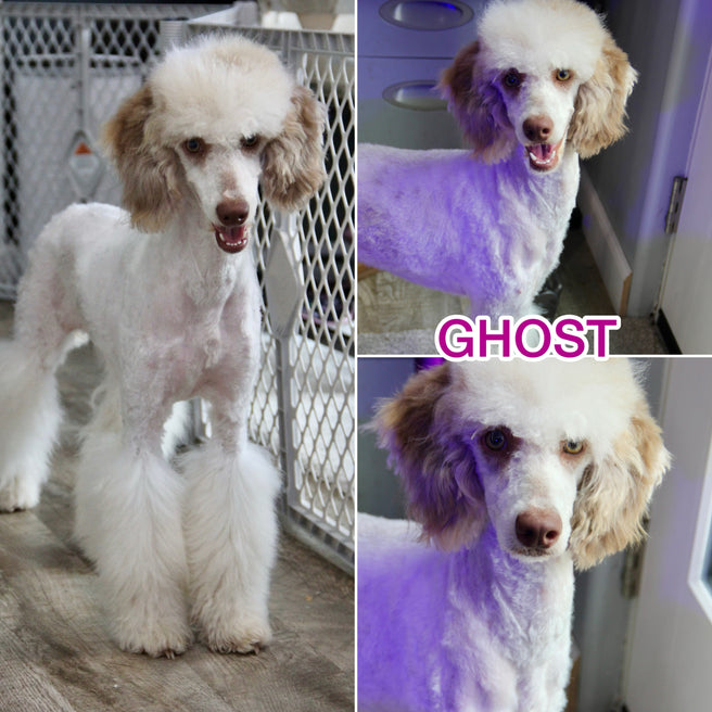 Zendaya blue merle phantom