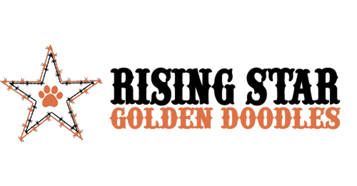 Golden Rasing Star Rising Star Golden Doodles – Rising Star Doodles